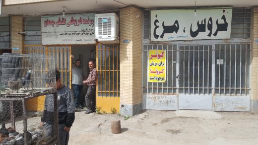 عکس پرنده فروشی نقش جهان