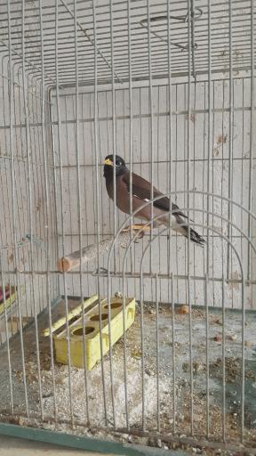 عکس پرنده فروشی نقش جهان