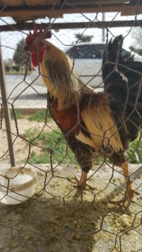 عکس پرنده فروشی نقش جهان