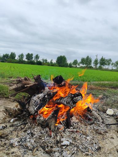 عکس دامیر