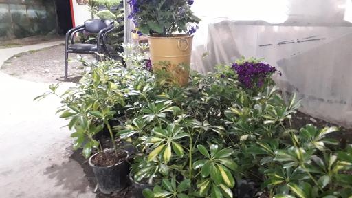 عکس گلکده افرا