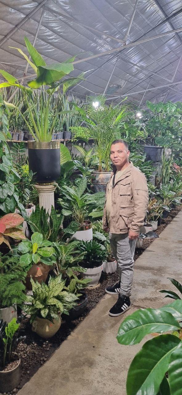 عکس گلکده افرا