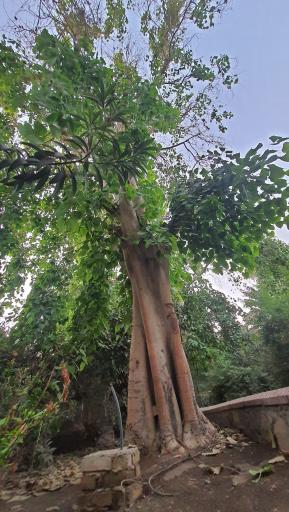 عکس مجتمع گردشگری باغ میرزا