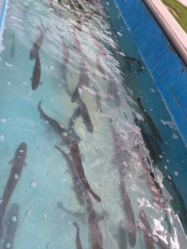 عکس ماهی سرای عظیمی