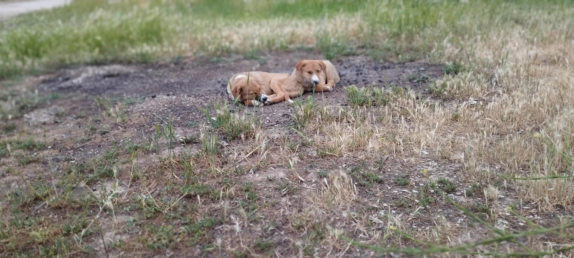 عکس پارک و فضای سبز