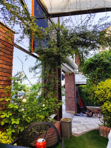 عکس پیتزا دانژه