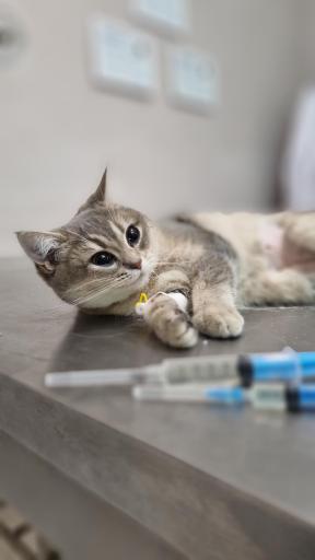 عکس پلی کلینیک دامپزشکی حیوانات خانگی آرتا