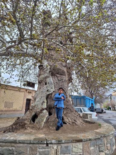 عکس چنار قدیمی وقف محله