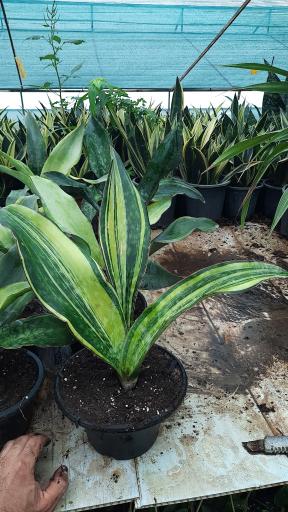 عکس گلخانه مقدسی