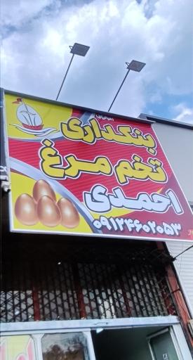 عکس پخش تخم مرغ احمدی