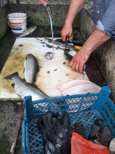 عکس ماهی سرای شمال