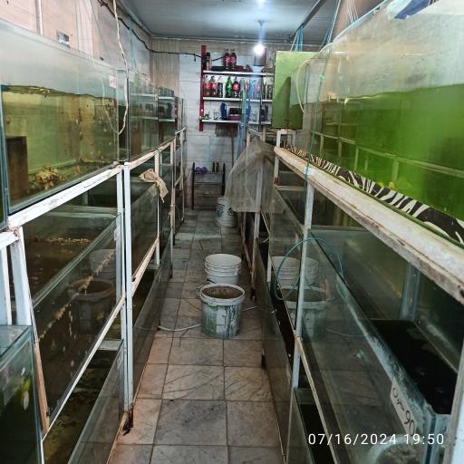 عکس سالن پرورش ماهی امید 