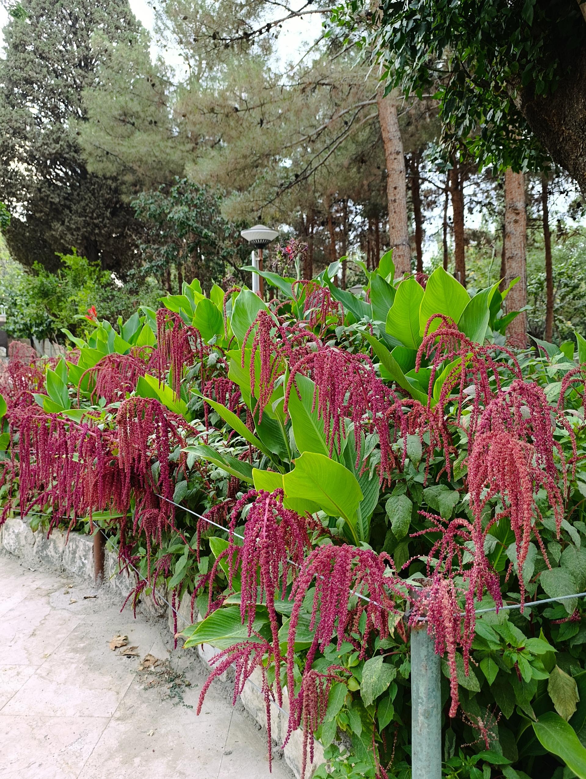 عکس باغ تالار