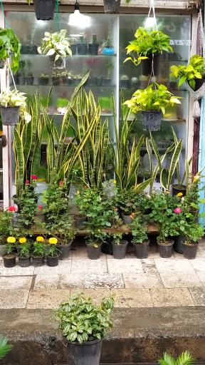 عکس گل فروشی چهره شب