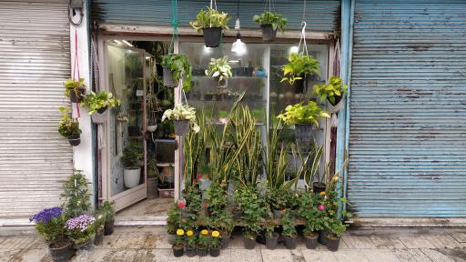 عکس گل فروشی چهره شب