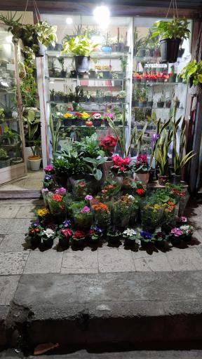 عکس گل فروشی چهره شب