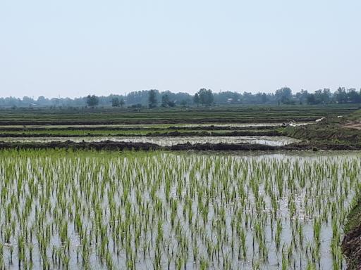 عکس ماشک سپهداری