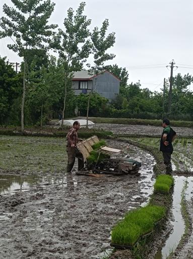 عکس ماشک سپهداری