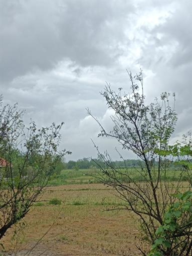 عکس ماشک سپهداری