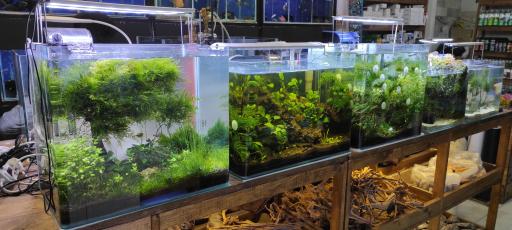 عکس شهر آکواریوم