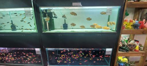 عکس شهر آکواریوم