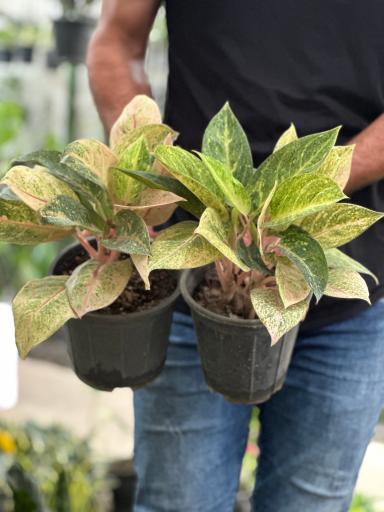 عکس گلکده بلوط