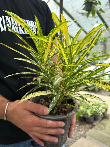 عکس گلکده بلوط