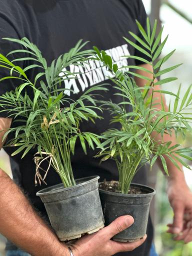 عکس گلکده بلوط