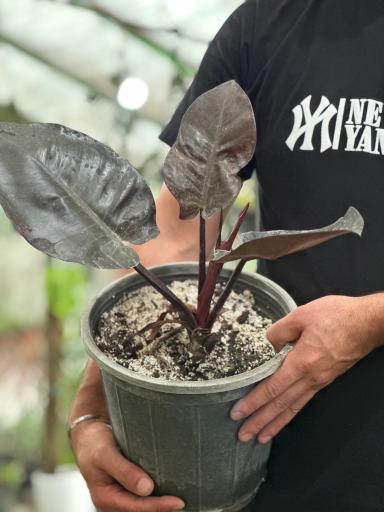 عکس گلکده بلوط