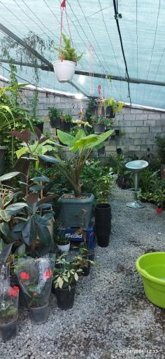 عکس گلسرای ونوس