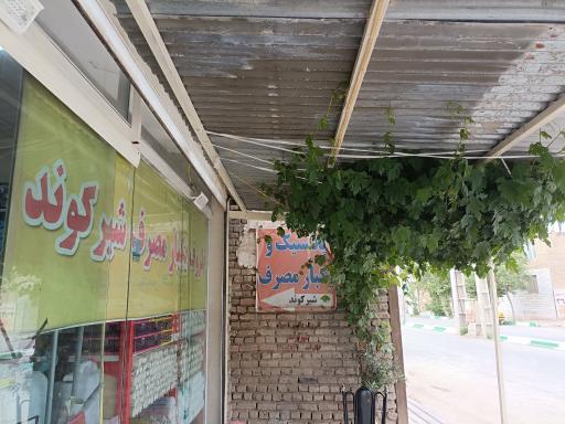 عکس یکبار مصرف شیرکوند