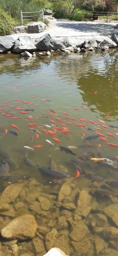 عکس حوضچه ماهی های زینتی