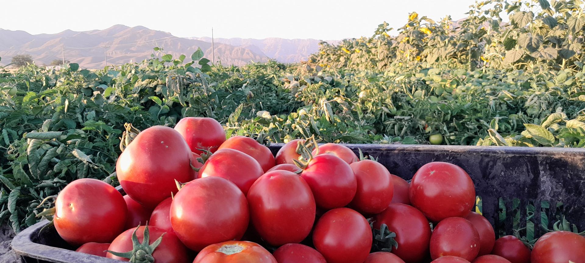 عکس آبگیری گوجه سد ارداک 