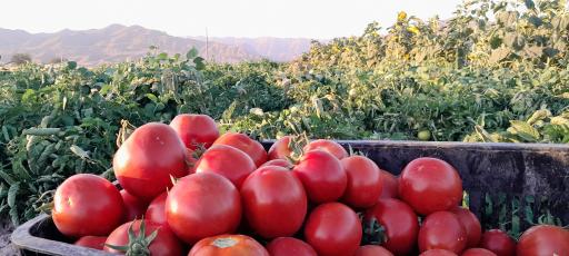 آبگیری گوجه سد ارداک 