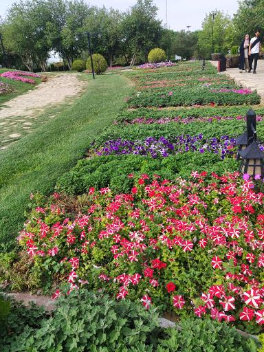 عکس حوضچه ماهی های زینتی