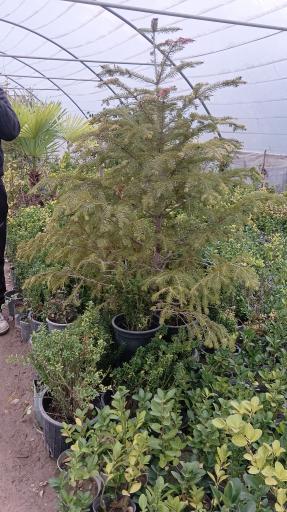 عکس موسسه تولیدی نهالستان بهاران