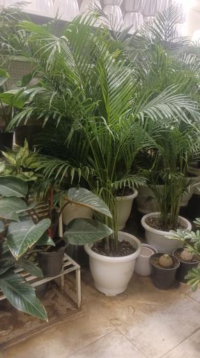 عکس موسسه تولیدی نهالستان بهاران