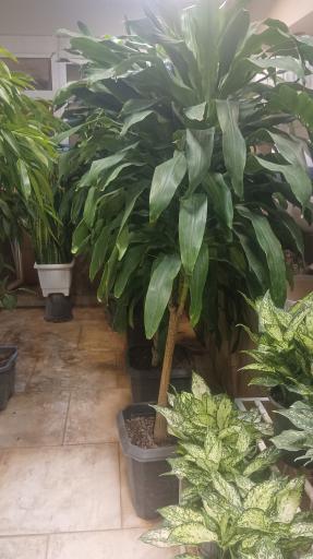 عکس موسسه تولیدی نهالستان بهاران