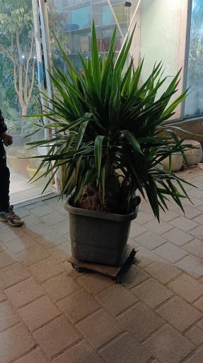 عکس موسسه تولیدی نهالستان بهاران