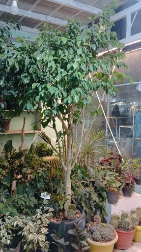 عکس موسسه تولیدی نهالستان بهاران