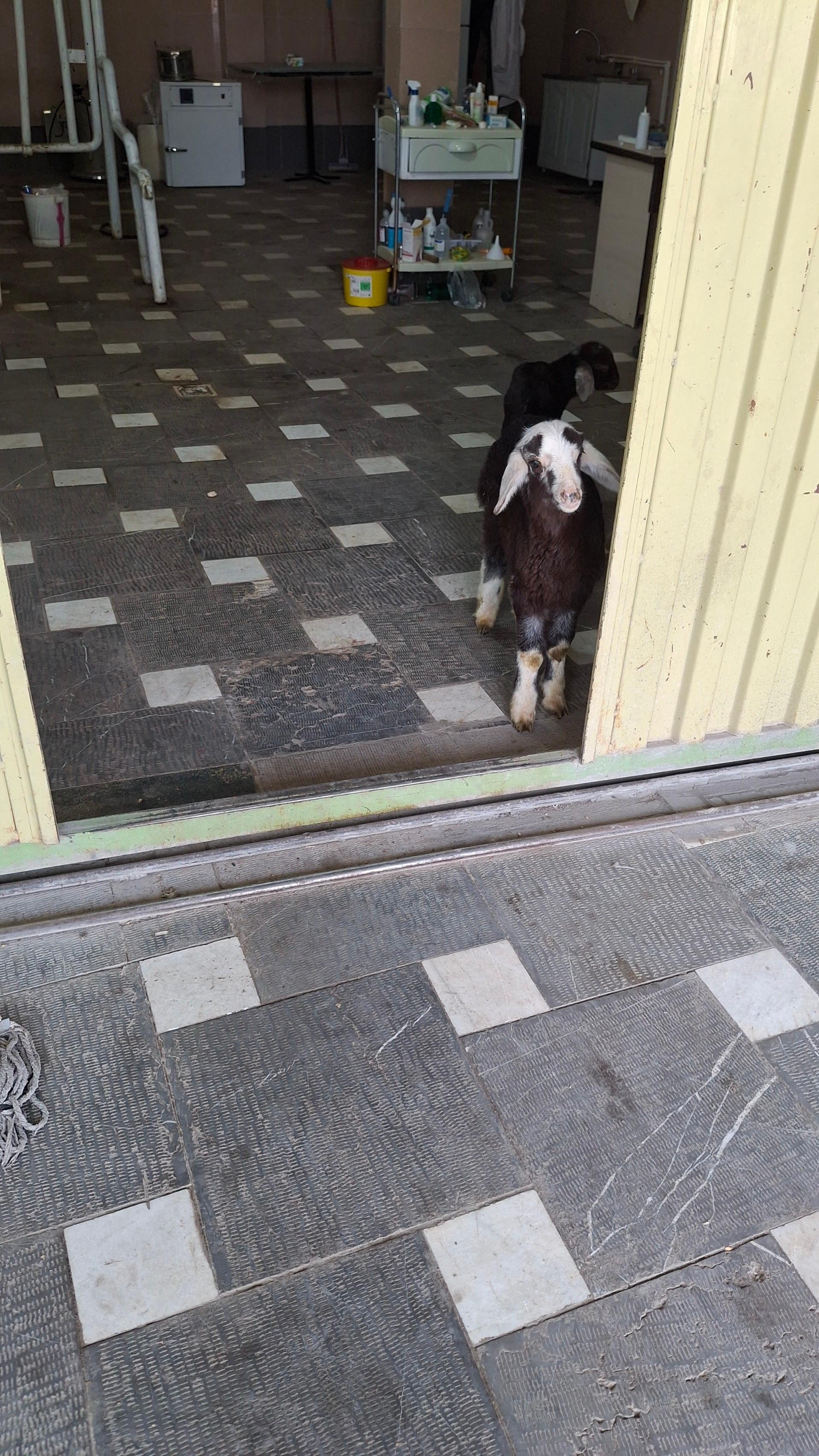 عکس درمانگاه دامپزشکی سراب (دکتر شقاقی)