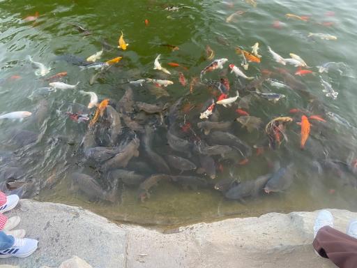 عکس حوضچه ماهی های زینتی