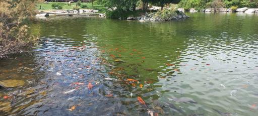 عکس حوضچه ماهی های زینتی