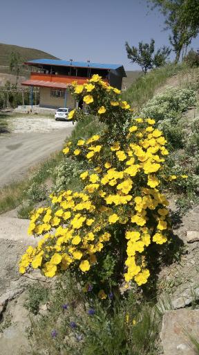 عکس دره ساری