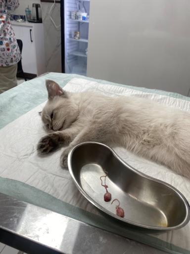 عکس درمانگاه دامپزشکی دکتر خرمی