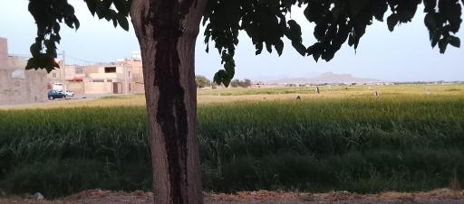 عکس سده لنجان