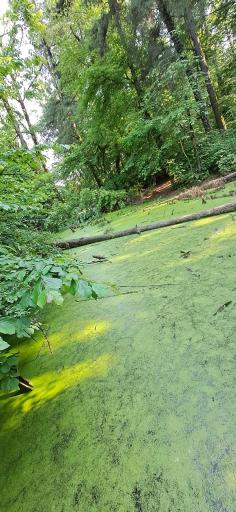 عکس ورودی پارک جنگلی و مرداب سراوان