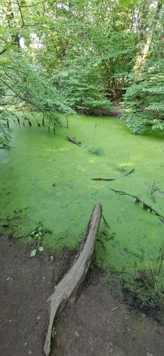 عکس ورودی پارک جنگلی و مرداب سراوان