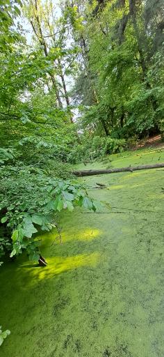 عکس ورودی پارک جنگلی و مرداب سراوان