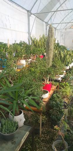 عکس گلخانه گل و گیاه مهیار